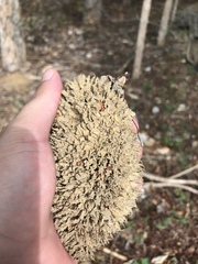 Zeyheria tuberculosa