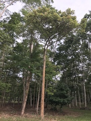 Zeyheria tuberculosa