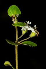 Mentha cunninghamii
