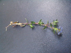 Gentiana pedicellata