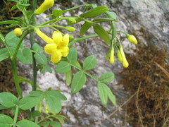 Chrysojasminum humile
