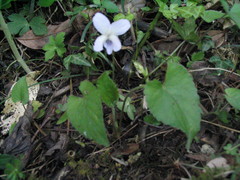 Viola pilosa