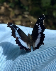 Kaniska canace javanica