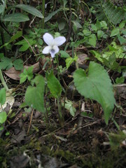 Viola pilosa