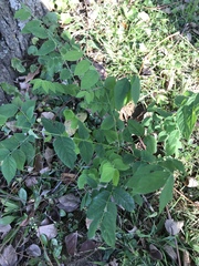 Gymnocladus dioicus