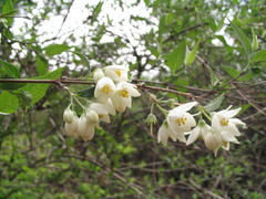 Deutzia staminea