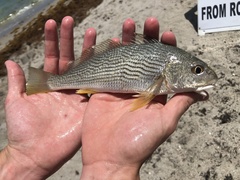 Umbrina coroides