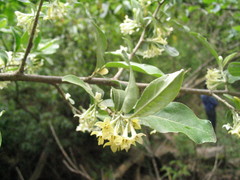 Elaeagnus conferta