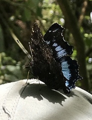 Kaniska canace javanica