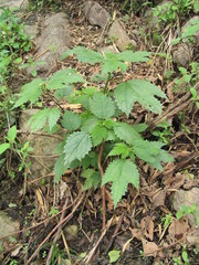 Girardinia diversifolia