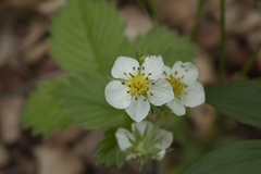 Fragaria orientalis