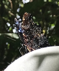 Kaniska canace javanica