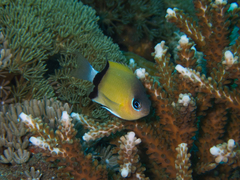 Pycnochromis retrofasciatus