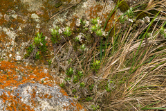 Anaphalioides subrigida