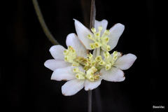 Xanthosia tomentosa
