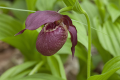 Cypripedium