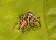 Leptofreya