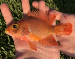 Amphilophus citrinellus