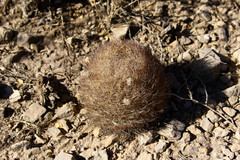 Echinomastus durangensis