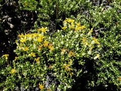 Brachyglottis cassinioides