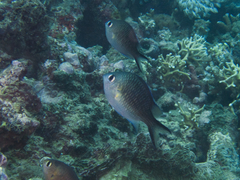 Chromis ternatensis