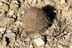 Echinomastus durangensis