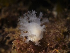 Dendronotus