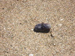 Asterocarpa coerulea