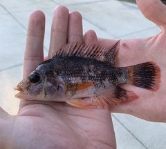 Amphilophus citrinellus