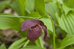Cypripedium