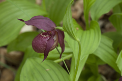 Cypripedium