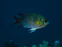 Chromis xanthochira