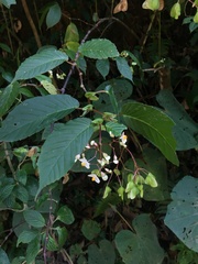 Image of Begonia seemanniana