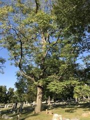 Gymnocladus dioicus