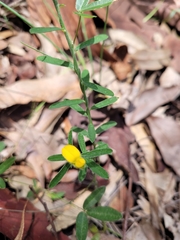 Crotalaria brevis