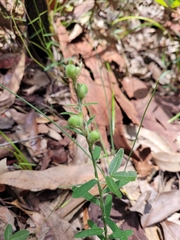 Crotalaria brevis