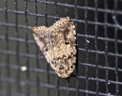 Tolpia conscitulana