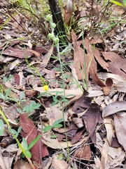 Crotalaria brevis