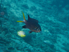 Chromis xanthura