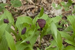 Cypripedium