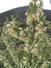 Elaeagnus conferta