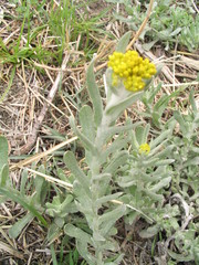 Pseudognaphalium affine