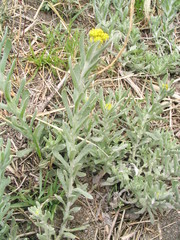 Pseudognaphalium affine