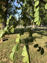 Gymnocladus dioicus