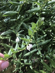 Angelonia procumbens