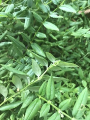 Angelonia procumbens