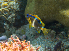 Chrysiptera leucopoma