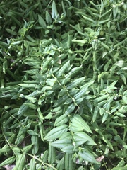 Angelonia procumbens