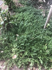 Angelonia procumbens