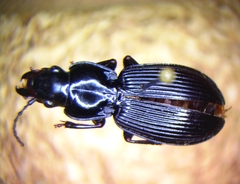 Pterostichus coracinus